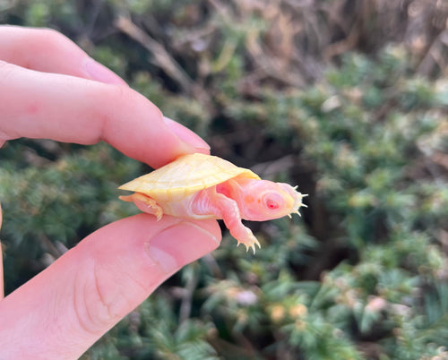 Baby Snow Red-Eared Slider