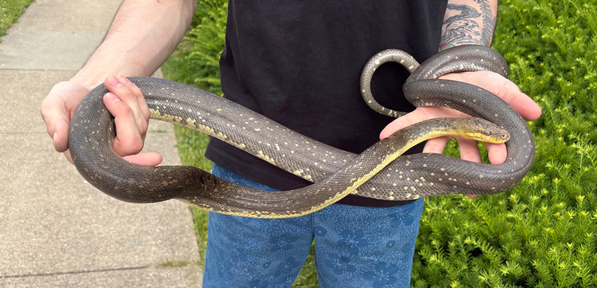 Macklot's Python Size Sub-Adult Macklot’s Python (Male 2) – Scales and Tails of Ohio