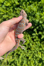 Load image into Gallery viewer, 1.1 Adult Tokay Gecko (Pair 1)