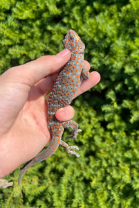 1.1 Adult Tokay Gecko (Pair 1)