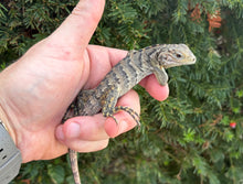 Load image into Gallery viewer, Baby Lewisi Rock Iguana (1)