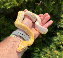 Load image into Gallery viewer, Baby Albino Burmese Python (Male)