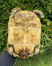 Load image into Gallery viewer, Sub-Adult Sulcata Tortoise