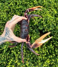 Load image into Gallery viewer, Zombie Land Crab (Male)