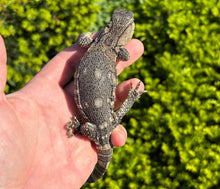 Load image into Gallery viewer, Baby Black Throat Monitor (3)