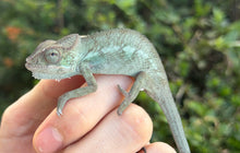 Load image into Gallery viewer, Juvenile Nosy Be Panther Chameleon (1.1 Pair)