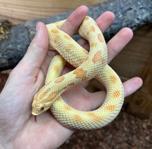 Load image into Gallery viewer, Adult Albino Conda Western Hognose Snake (Female)