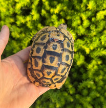 Load image into Gallery viewer, 4”-5” Greek Tortoise (1)
