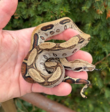 Load image into Gallery viewer, Baby Aberrant Columbian Red-Tailed Boa Constrictor (Male)