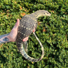 Load image into Gallery viewer, Asian Water Monitor 100% het T+ Albino
