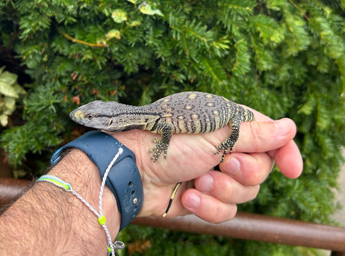 Baby Black Throat Monitor (3)