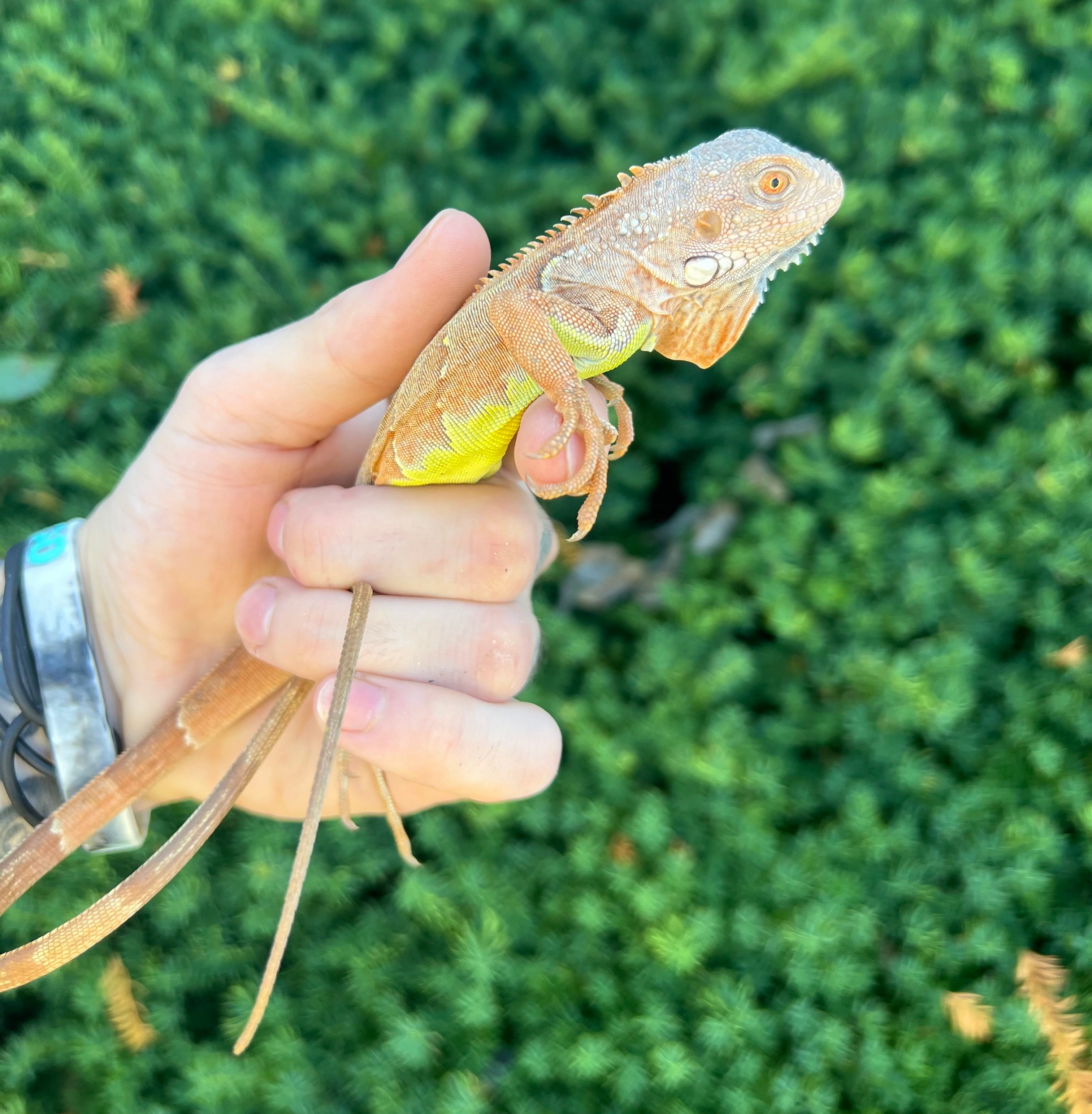 お歳暮ならオンライン (1) Iguana Green Zero Sunbust Orange Baby – Tails and Scales ジャケット・アウター