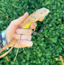 Load image into Gallery viewer, Baby Orange Sunbust Zero Green Iguana (1)