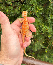 Load image into Gallery viewer, Baby ‘High-Red’ Albino Iguana