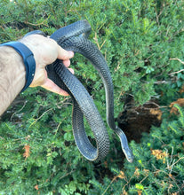 Load image into Gallery viewer, Adult Sulawesi Mangrove Snake (Male)