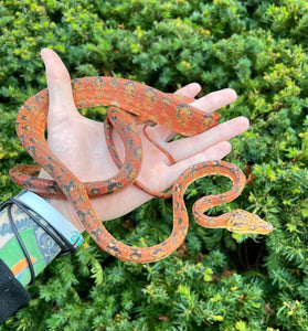 ‘Colored’ Amazon Tree Boa (Male)