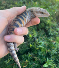 Load image into Gallery viewer, Baby Northern Blue Tongue Skink