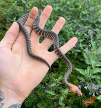 Load image into Gallery viewer, Baby Woma Python (Male 1)