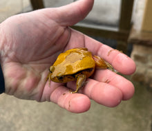 Load image into Gallery viewer, Sub-Adult Tomato Frogs (sexed pair 1)