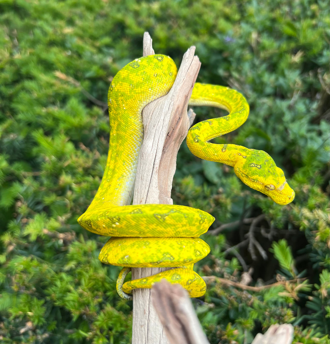 Sub-Adult Biak Green Tree Python (Male) – Scales and Tails of Ohio