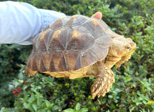 Load image into Gallery viewer, Sub-Adult Sulcata Tortoise