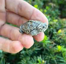 Load image into Gallery viewer, Baby White Concentric Diamonback Terrapin