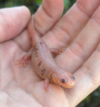 Load image into Gallery viewer, Juvenile Spanish Ribbed Newt