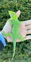Load image into Gallery viewer, Adult Knight Anole (3)