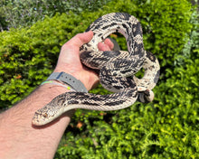 Load image into Gallery viewer, Adult Northern Pine Snake
