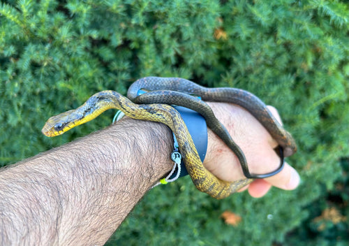 Juvenile Amazon Puffing Snake (Male)