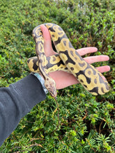 Load image into Gallery viewer, Adult Leopard Pastel Ball Python (Male)