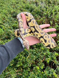 Adult Leopard Pastel Ball Python (Male)