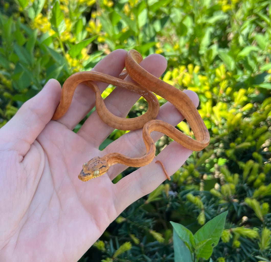 Orange Amazon Tree Boa (Male 1)