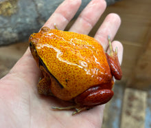 Load image into Gallery viewer, Adult Tomato Frog