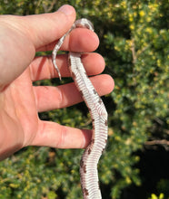 Load image into Gallery viewer, Baby Northern Pine Snake (Imperfect)