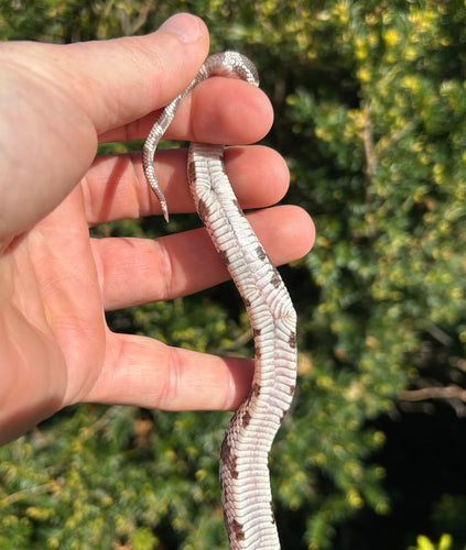 Baby Northern Pine Snake (Imperfect)