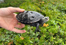 Load image into Gallery viewer, Adult Diamonback Terrapin (Male)