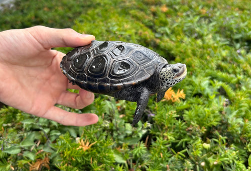 Adult Diamonback Terrapin (Male)