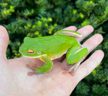 Load image into Gallery viewer, Adult White Lipped Tree Frog
