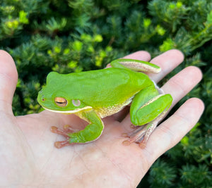 Adult White Lipped Tree Frog