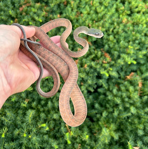 Adult Black Headed Cat Snake (Female 1)
