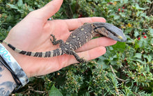 Load image into Gallery viewer, Baby Black Throat Monitor (8)