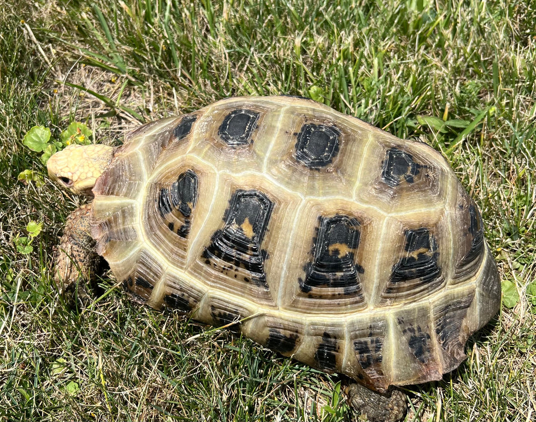 Adult Speke’s Hingeback Tortoise (Female)