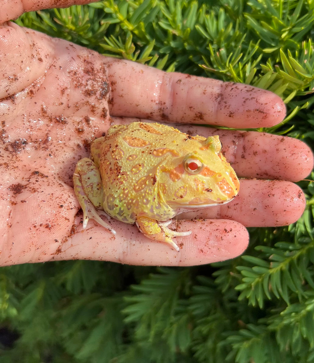 Juvenile Pac Man Frog