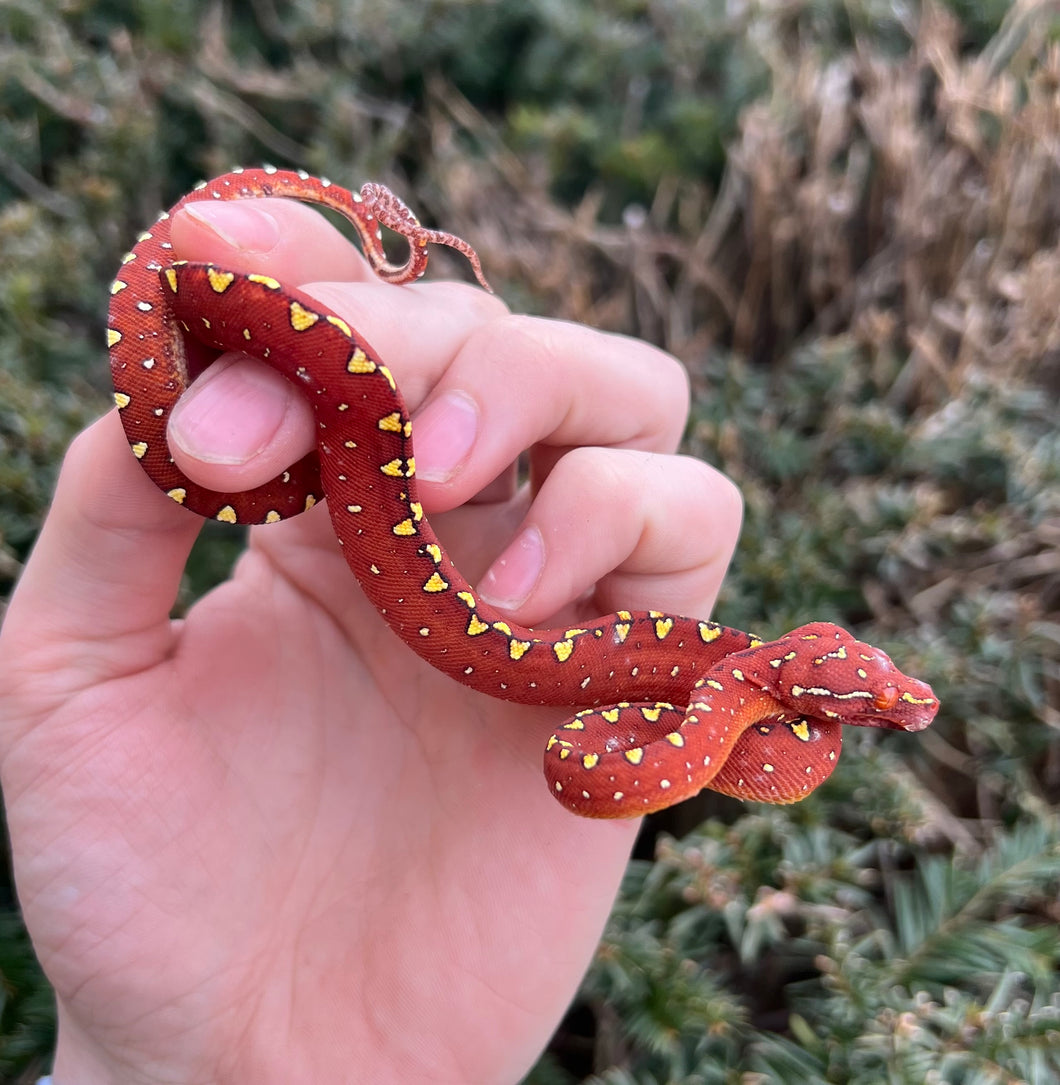 Baby Red/Maroon Biak Green Tree Python (2)