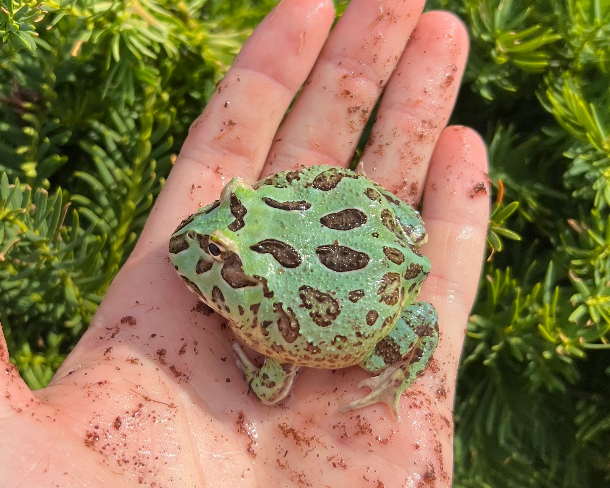 Loading Frog Juvenile Pac Man Frog (1) – Scales and Tails of Ohio