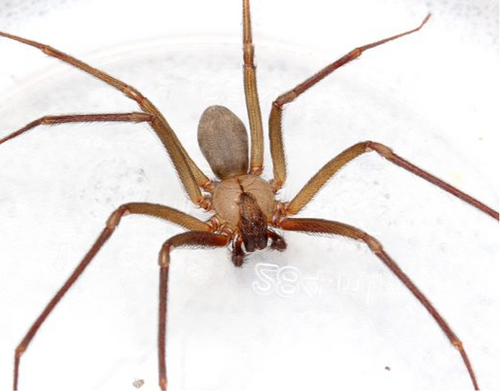 Brown Recluse Spider