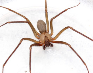 Brown Recluse Spider