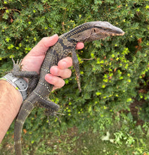 Load image into Gallery viewer, 2’ Black Roughneck Monitor