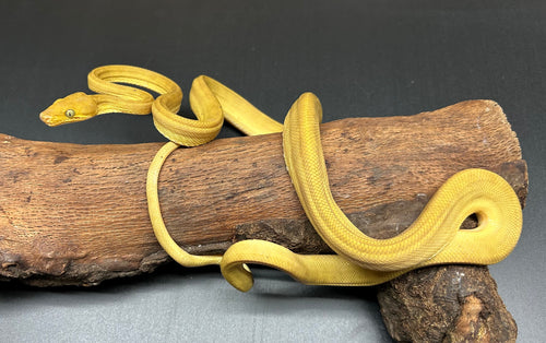 ‘Colored’ Amazon Tree Boa (Male 5)